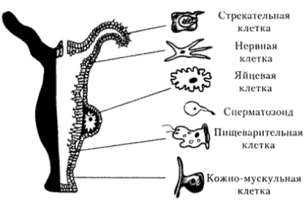 Гидра альтернатива