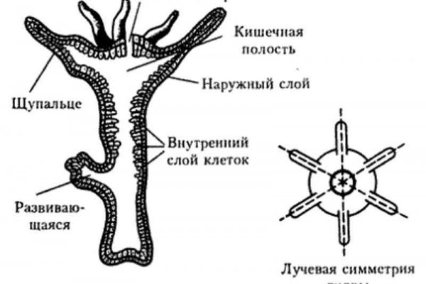 Кракен даркнет плейс