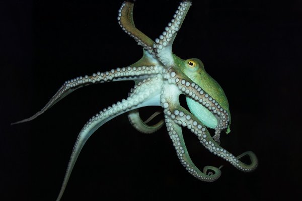 Kraken darknet ссылка тор